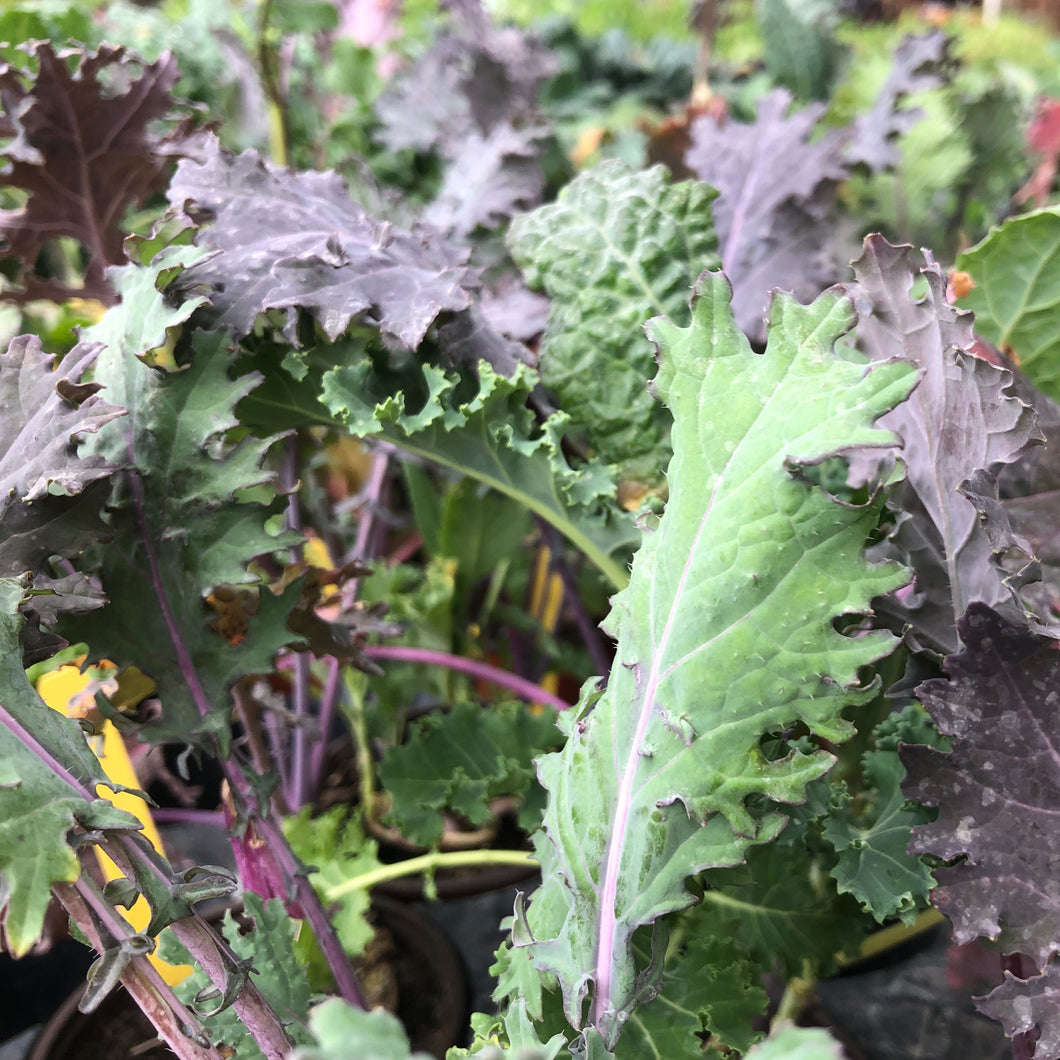 Organic Kale Plant Seeds