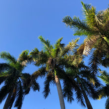 Load image into Gallery viewer, Royal Palm Tree Seeds
