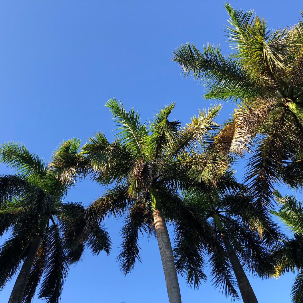 Royal Palm Tree Seeds