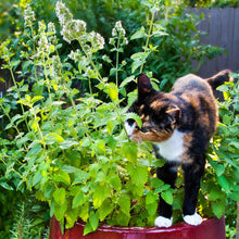 Load image into Gallery viewer, Catnip Plant Seeds
