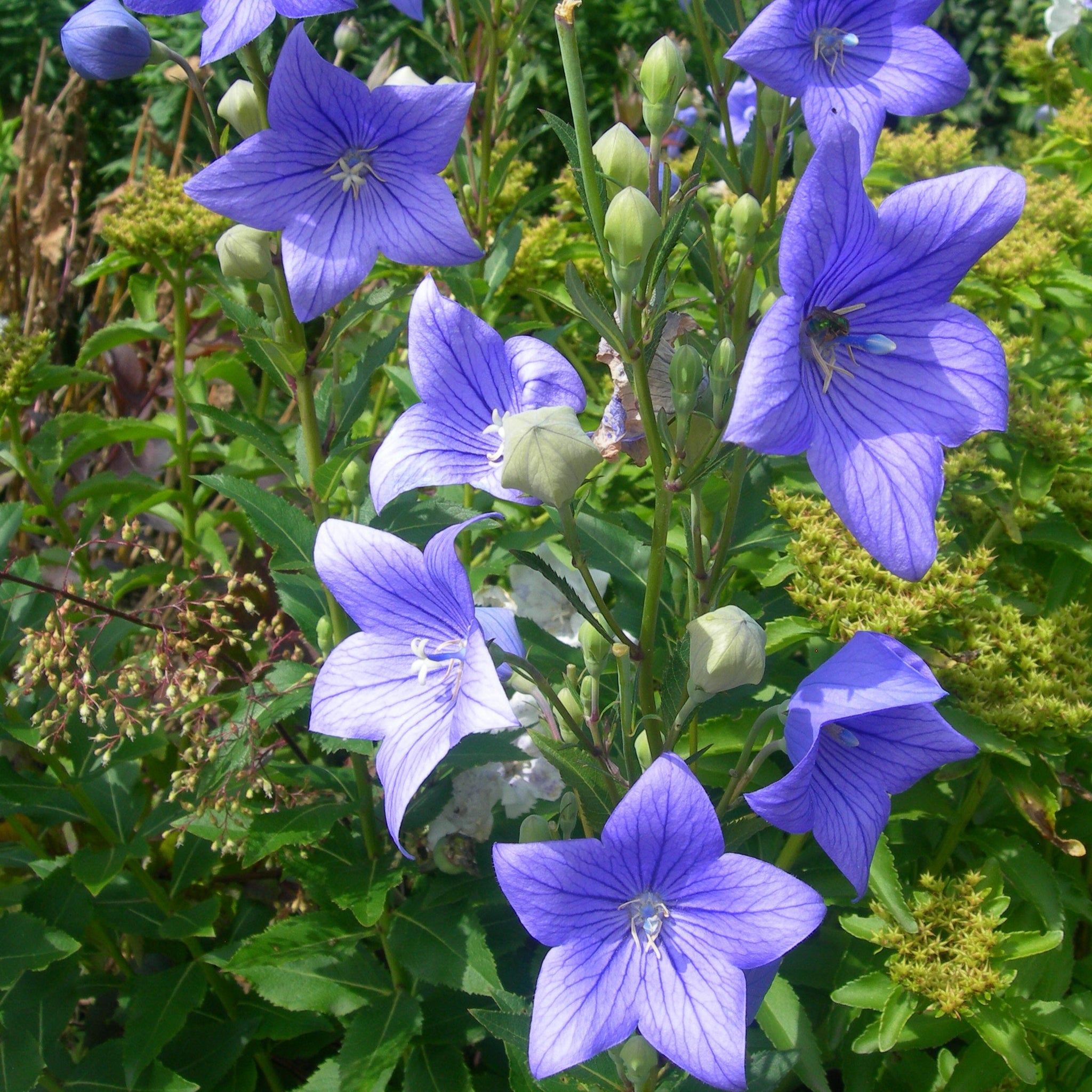 Balloon Flower Seeds – SEEDTOPIA