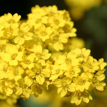 Load image into Gallery viewer, Alyssum &quot;Basket of Gold&quot; Ornamental Groundcover Seeds
