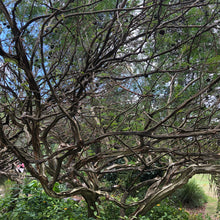 Load image into Gallery viewer, Brazilian Rain Tree Seeds
