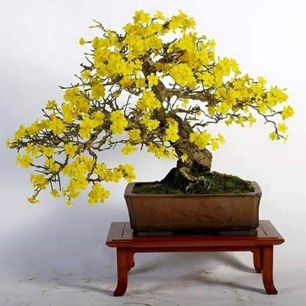 TABEBUIA caraiba exotic yellow trumpet golden tree ornamental gold seed 50  seeds