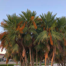 Load image into Gallery viewer, Paurotis Palm Tree Seeds
