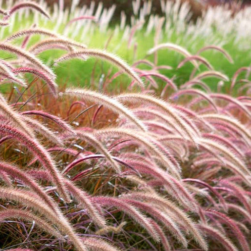 Red Fountain Ornamental Grass Seeds