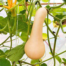 Load image into Gallery viewer, Organic Butternut Squash Plant Seeds
