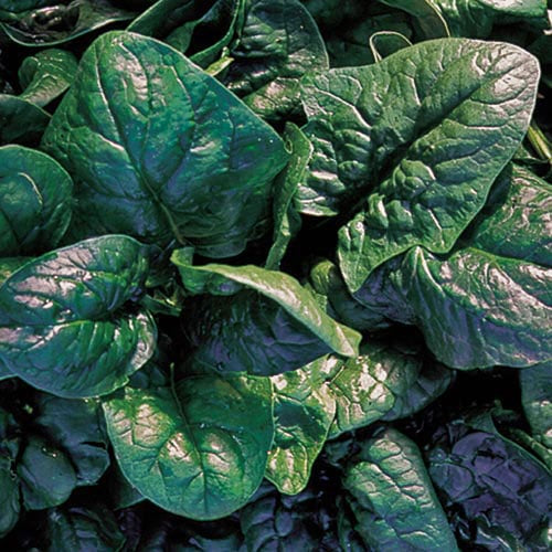 mustard spinach plant Organic Komatsuna Mustard Spinach Plant Seeds – SEEDTOPIA