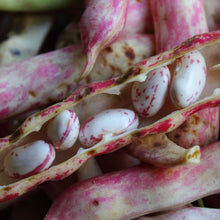 Load image into Gallery viewer, Organic Pinto Bean Plant Seeds

