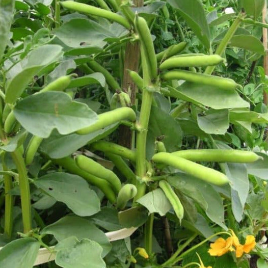 planting pinto bean seeds Organic Pinto Bean Plant Seeds
