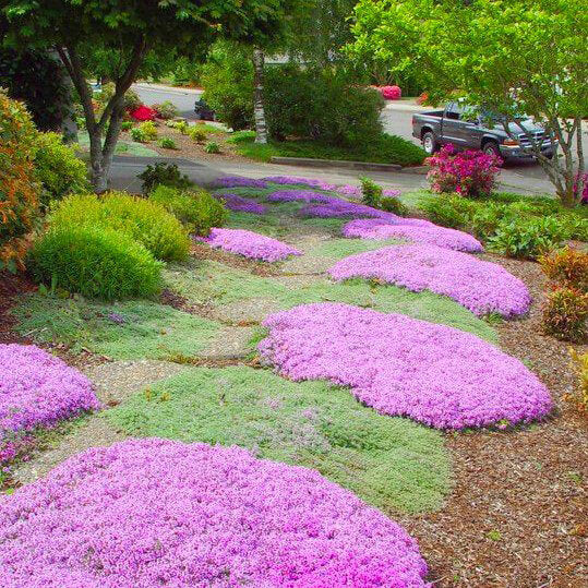 Mother Creeping Thyme Ornamental Groundcover Seeds