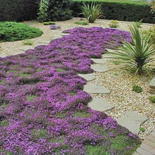 Load image into Gallery viewer, Mother Creeping Thyme Ornamental Groundcover Seeds
