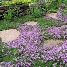 Load image into Gallery viewer, Mother Creeping Thyme Ornamental Groundcover Seeds
