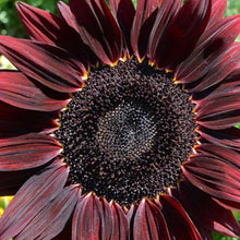 Load image into Gallery viewer, Chocolate Cherry Sunflower Plant Seeds
