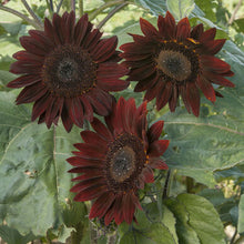 Load image into Gallery viewer, Chocolate Cherry Sunflower Plant Seeds
