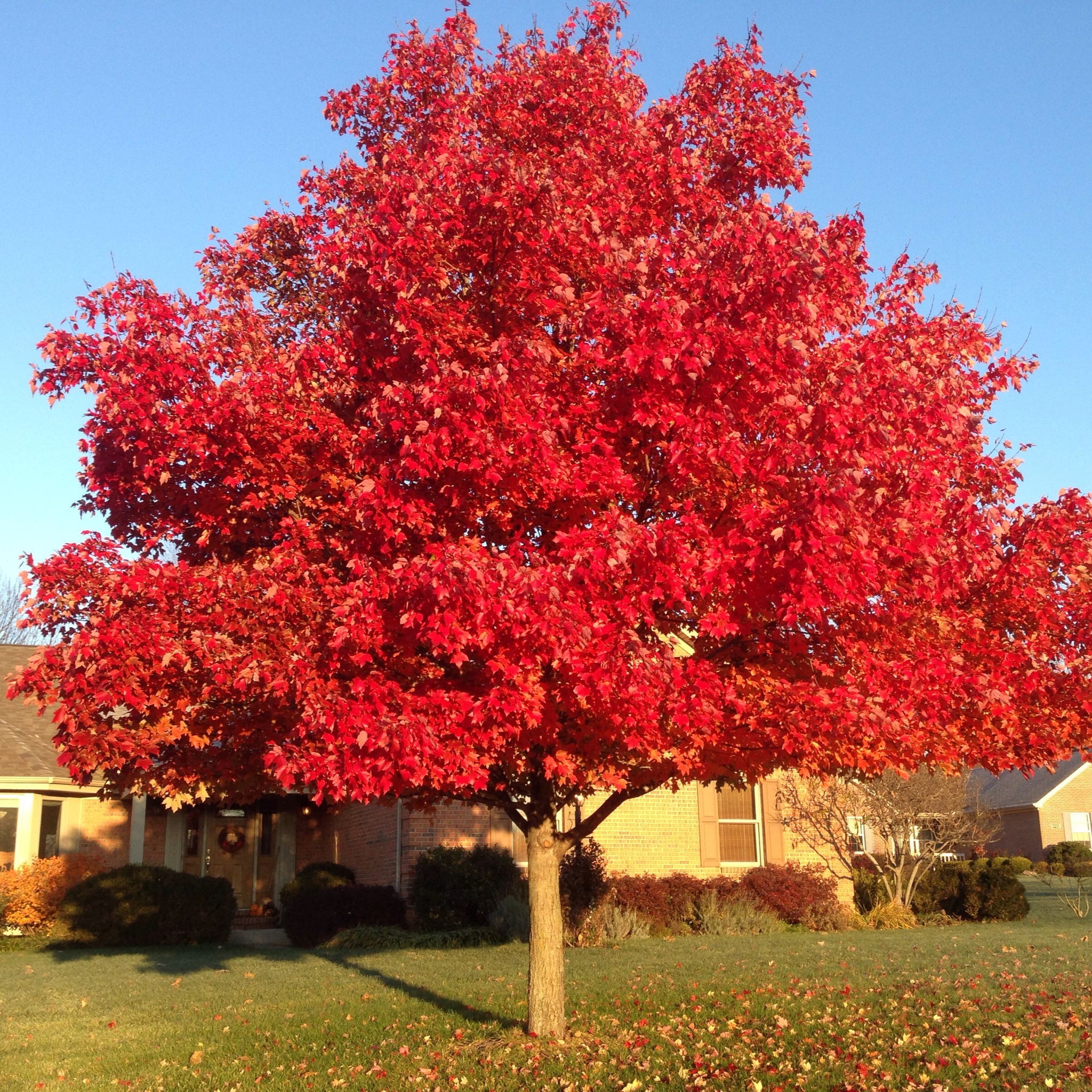 メープル様 Acer rubrum Southern winged seed - Common Bonsai,Deciduous