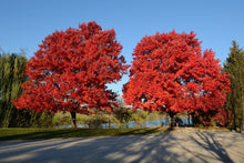 Load image into Gallery viewer, Red Maple Tree Seeds (Southern)
