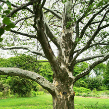 Load image into Gallery viewer, American Sycamore Tree Seeds
