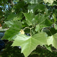 Load image into Gallery viewer, American Sycamore Tree Seeds
