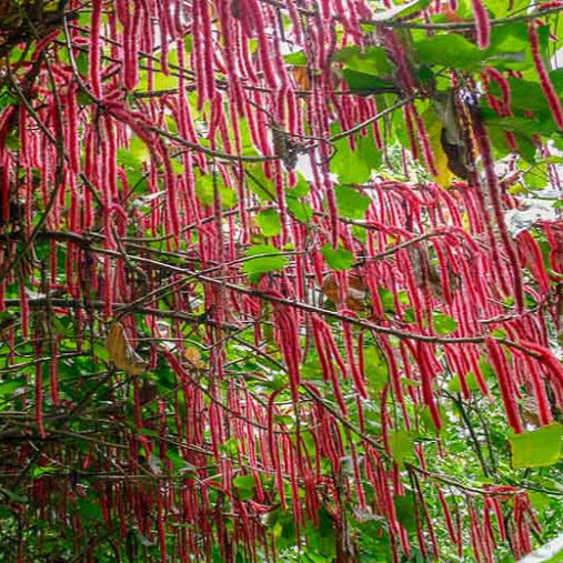 chenille plant seeds Chenille Plant Seeds