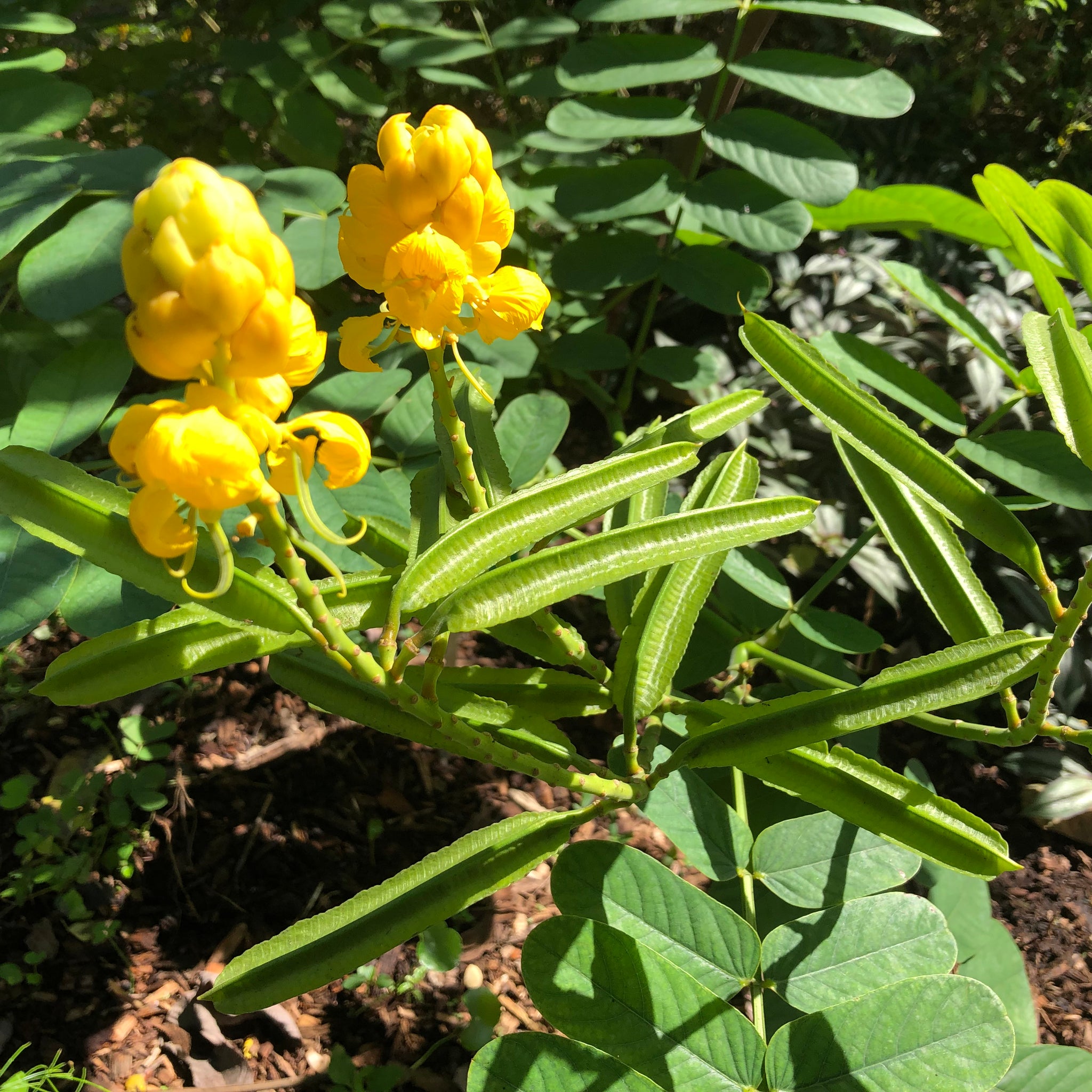 candlestick plant seeds Candlestick Cassia Plant Seeds – SEEDTOPIA