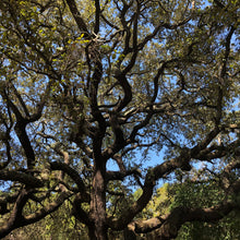 Load image into Gallery viewer, Live Oak Tree Seeds
