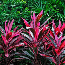 Load image into Gallery viewer, Florida Cordyline Ti Plant Seeds
