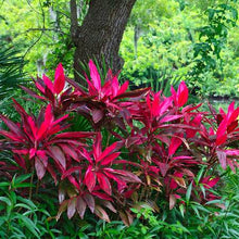 Load image into Gallery viewer, Red Sister Cordyline Ti Plant Seeds
