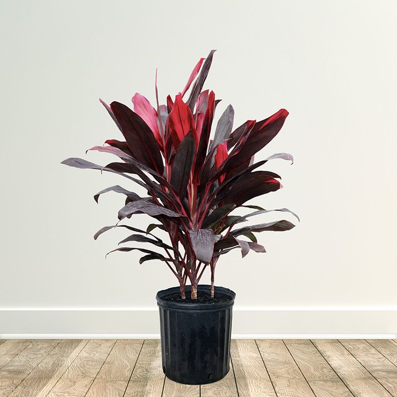 cordyline red sister plant Red Sister Cordyline Ti Plant Seeds – SEEDTOPIA