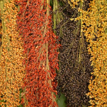 Load image into Gallery viewer, Organic Rainbow Broom Corn Grass Seeds
