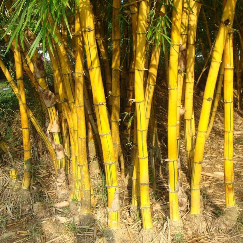 Golden Bamboo Plant Seeds