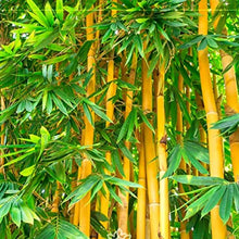 Load image into Gallery viewer, Golden Bamboo Plant Seeds
