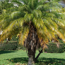 Load image into Gallery viewer, Pygmy Date Palm Tree Seeds
