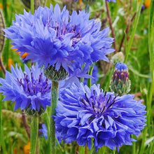 Load image into Gallery viewer, Bachelor Button &quot;Blue Boy&quot; Flower Seeds
