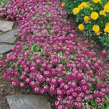 Load image into Gallery viewer, Alyssum &quot;Royal Carpet&quot; Ornamental Groundcover Seeds
