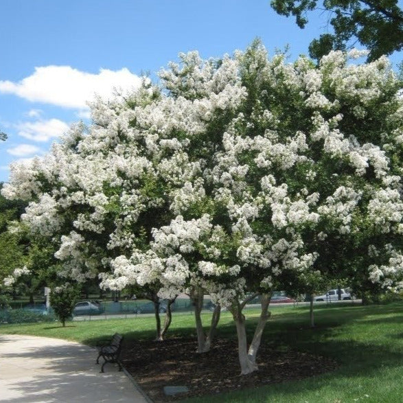 Crepe Myrtle Tree Seeds (White)