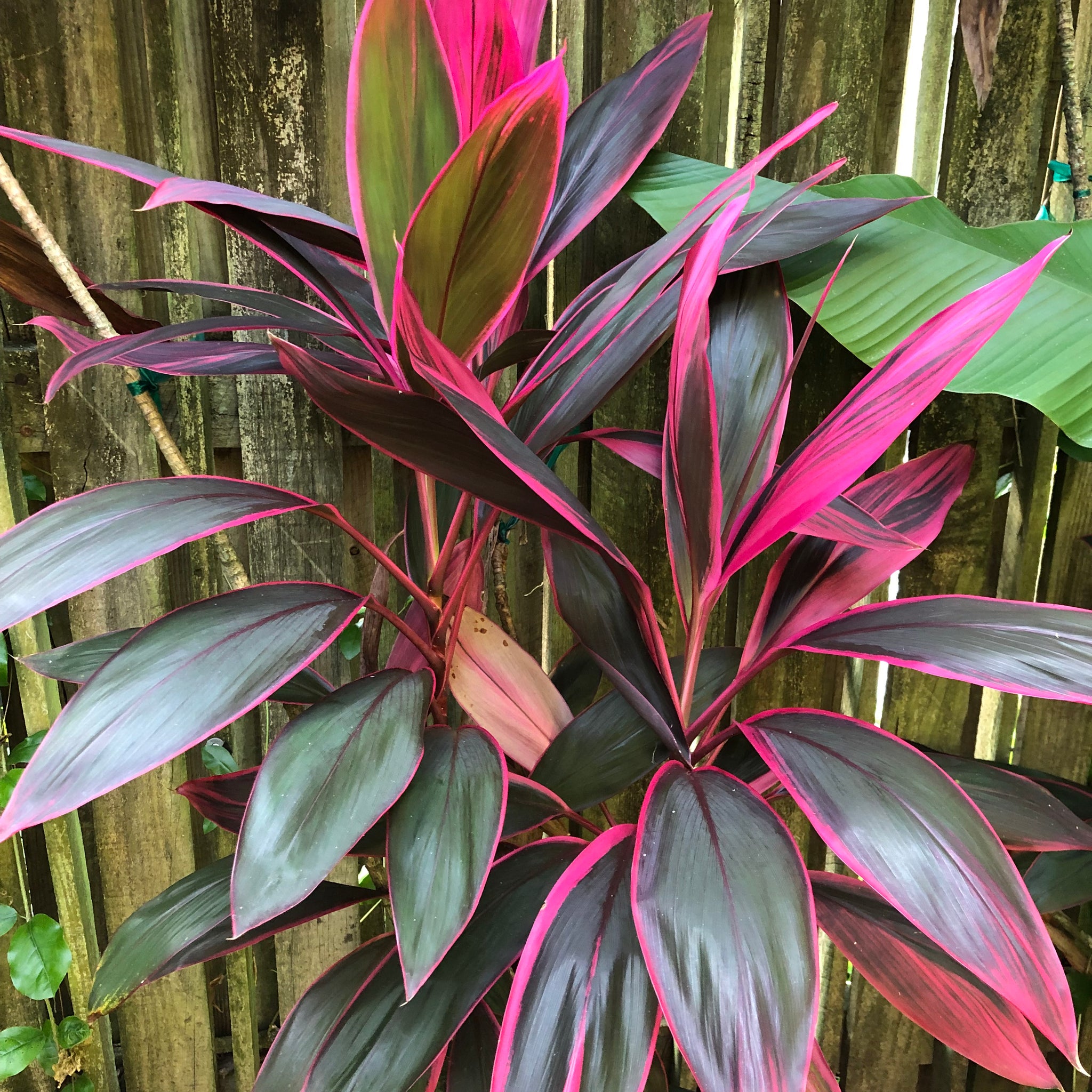 cordyline plant seeds Florida Cordyline Ti Plant Seeds