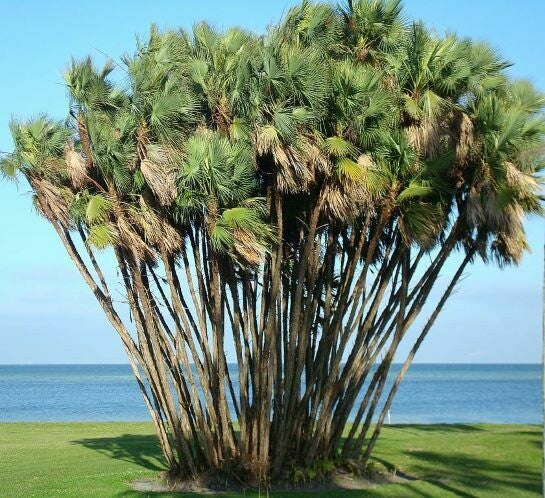Paurotis Palm Tree Seeds
