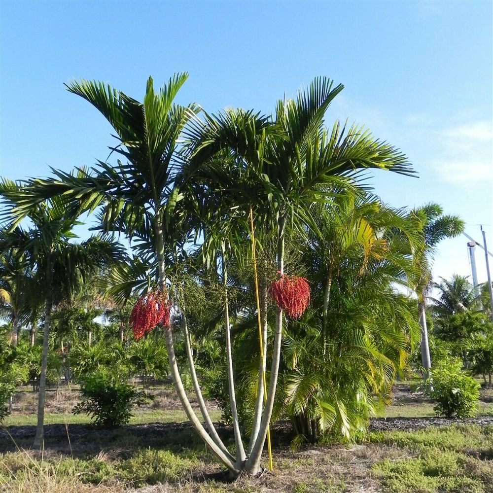 Alexander Palm Tree Seeds