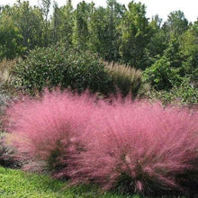 Load image into Gallery viewer, Pink Muhly Ornamental Grass Seeds
