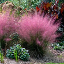 Load image into Gallery viewer, Pink Muhly Ornamental Grass Seeds
