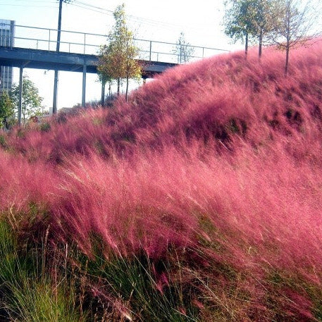Pink Muhly Ornamental Grass Seeds