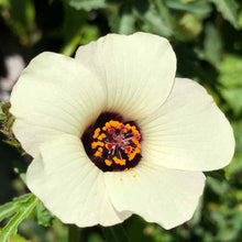 Load image into Gallery viewer, Trionum Hibiscus Plant Seeds
