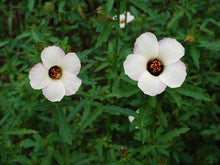 Load image into Gallery viewer, Trionum Hibiscus Plant Seeds
