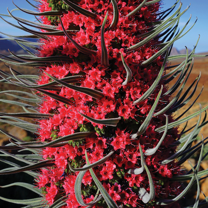tower of jewels plant seeds Tower of Jewels Plant Seeds