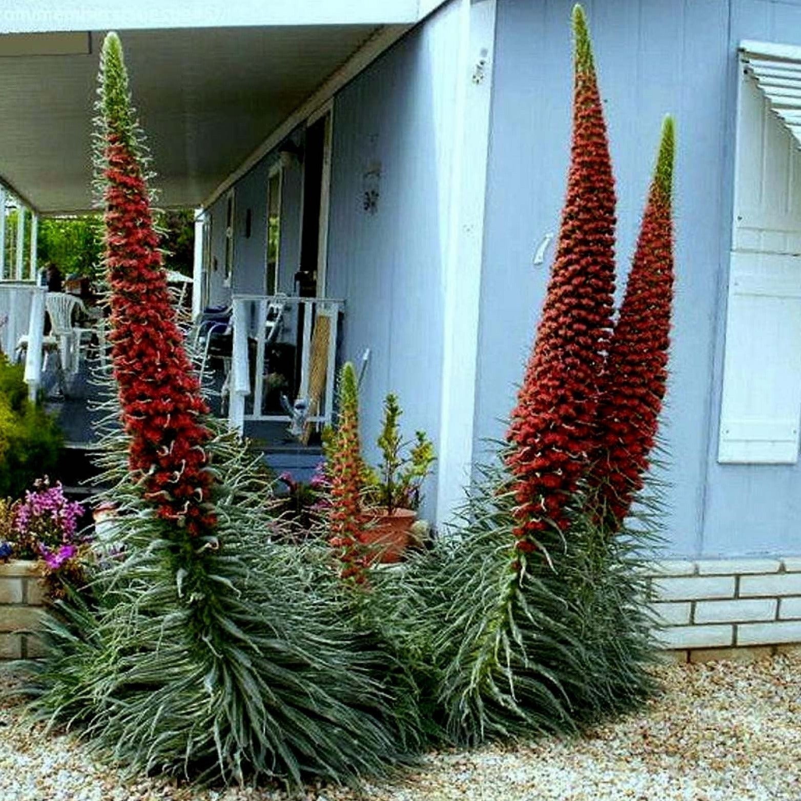 tower of jewels plant seeds Tower of Jewels Plant Seeds