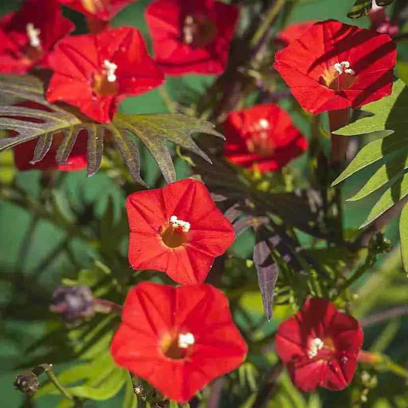 climber flower seeds Cardinal Climber Vine Plant Seeds – SEEDTOPIA