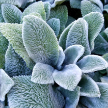 Load image into Gallery viewer, Lambs Ear Ornamental Groundcover Seeds
