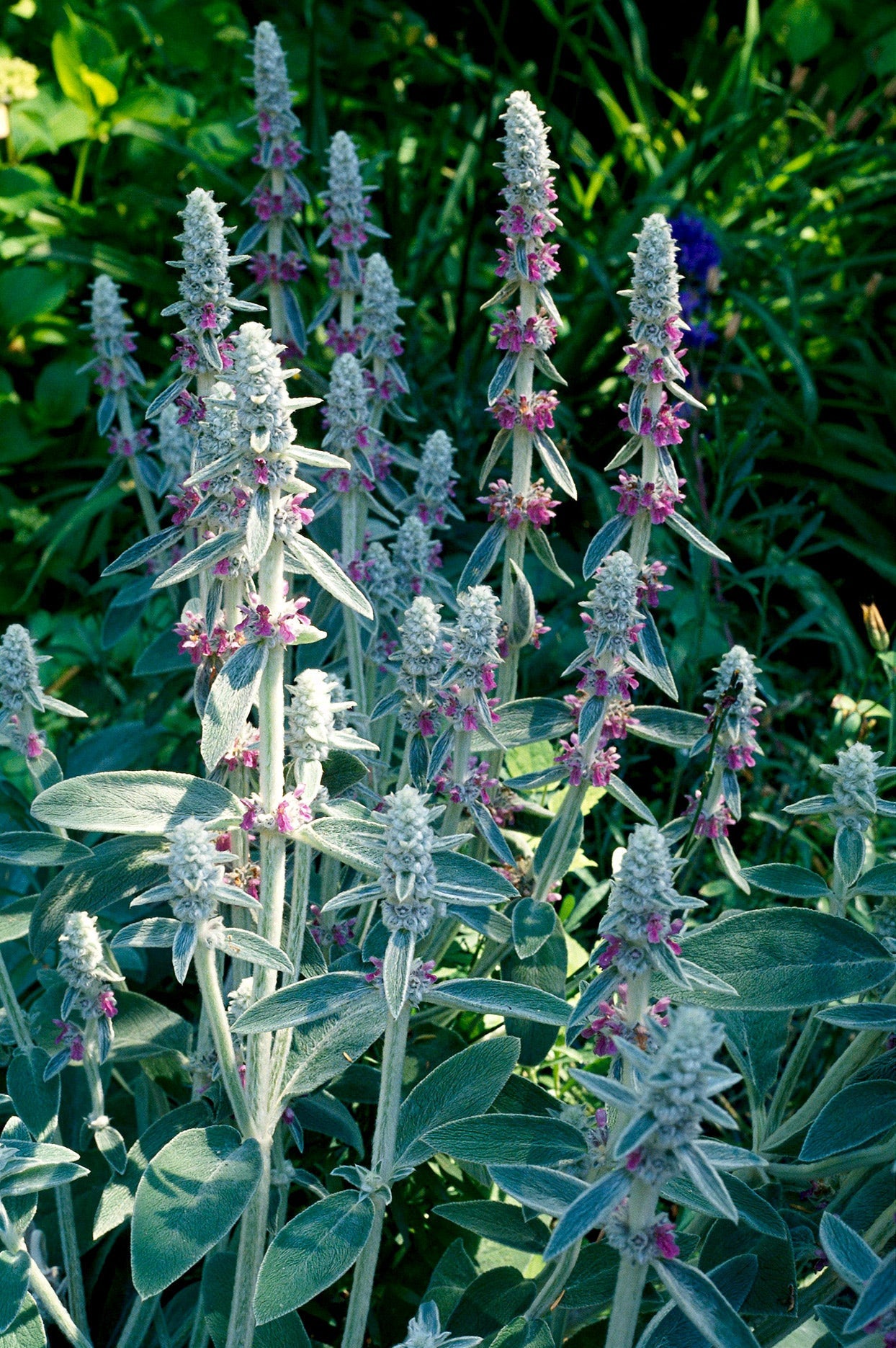 Lambs Ear Ornamental Groundcover Seeds – SEEDTOPIA