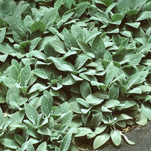 Load image into Gallery viewer, Lambs Ear Ornamental Groundcover Seeds
